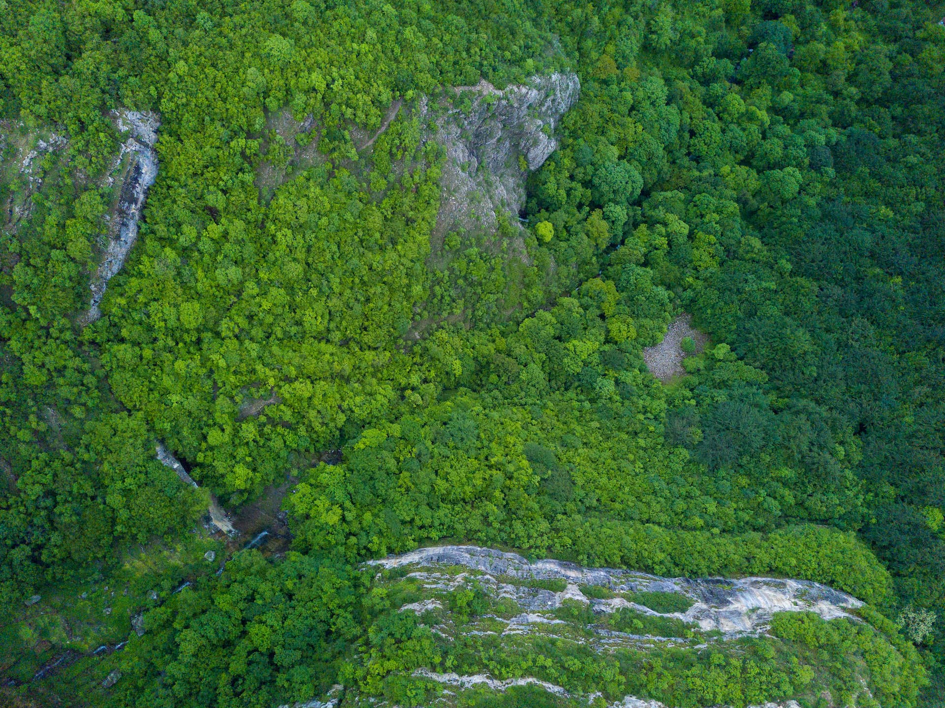 Vista aérea de floresta